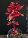 Iresine herbstii, red leaf, beefsteak plant, organically grown tropical plants for sale at TOMs FLOWer CLUB.