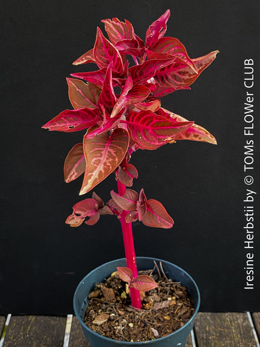 Iresine herbstii, red leaf, beefsteak plant, organically grown tropical plants for sale at TOMs FLOWer CLUB.
