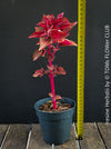 Iresine herbstii, red leaf, beefsteak plant, organically grown tropical plants for sale at TOMs FLOWer CLUB.