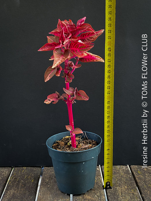 Iresine herbstii, red leaf, beefsteak plant, organically grown tropical plants for sale at TOMs FLOWer CLUB.