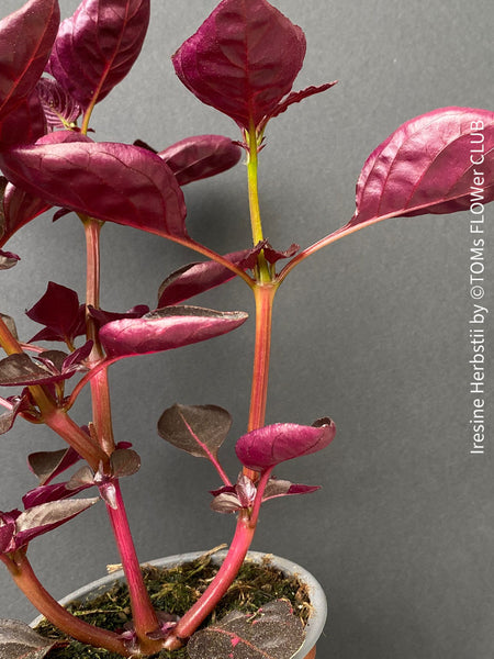 Iresine herbstii, red leaf, beefsteak plant, organically grown tropical plants for sale at TOMs FLOWer CLUB.