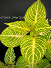 Iresine Herbstii Aureoreticulata, yellow leaf, beefsteak plant, organically grown tropical plants for sale at TOMsFLOWer CLUB.
