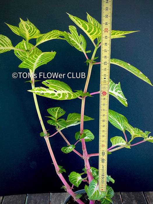 Iresine Herbstii Aureoreticulata, yellow leaf, beefsteak plant, organically grown tropical plants for sale at TOMsFLOWer CLUB.