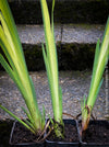 Iris Pseudacorus Variegata with striking green-yellow variegated foliage growing beside a garden pond for sale at TOMs FLOWer CLUB.