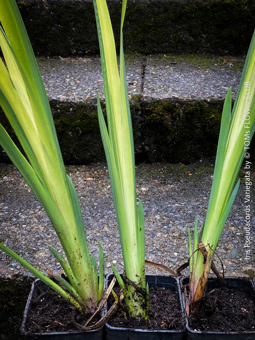 Iris Pseudacorus Variegata with striking green-yellow variegated foliage growing beside a garden pond for sale at TOMs FLOWer CLUB.