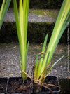 Modern water garden plant Iris Pseudacorus Variegata for sale at TOMs FLOWer CLUB with elegant sword-shaped foliage and fresh yellow-green tones.