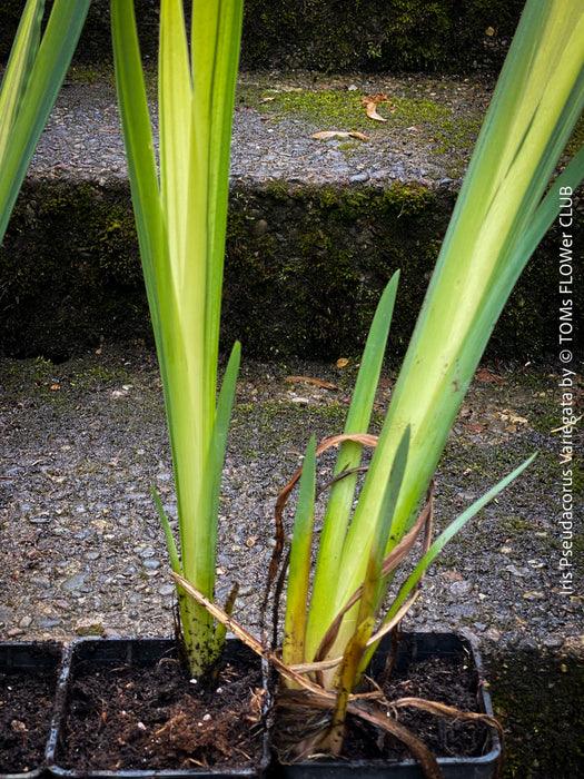 Modern water garden plant Iris Pseudacorus Variegata for sale at TOMs FLOWer CLUB with elegant sword-shaped foliage and fresh yellow-green tones.
