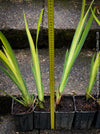 Modern water garden plant Iris Pseudacorus Variegata with elegant sword-shaped foliage and fresh yellow-green tones.