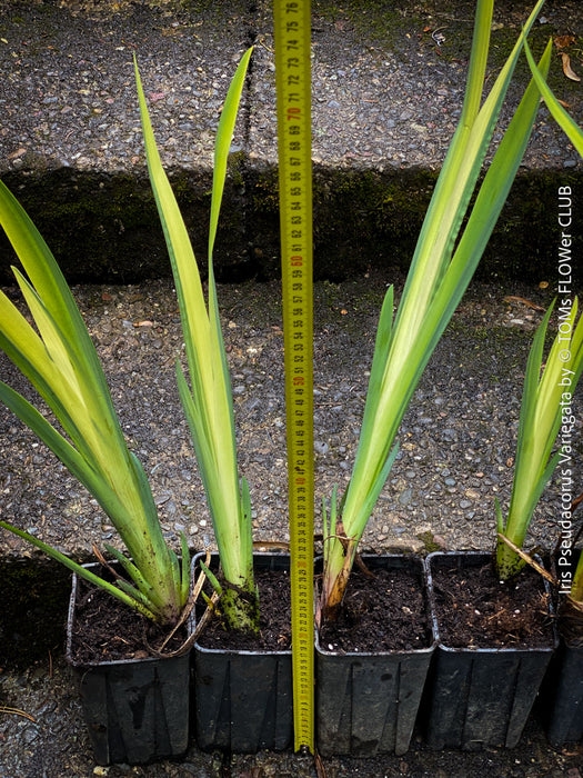 Modern water garden plant Iris Pseudacorus Variegata with elegant sword-shaped foliage and fresh yellow-green tones.