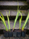 Outdoor-hardened Iris Pseudacorus Variegata propagated from mother plant at TOMs FLOWer CLUB.