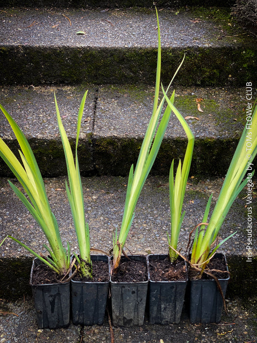 Outdoor-hardened Iris Pseudacorus Variegata propagated from mother plant at TOMs FLOWer CLUB.