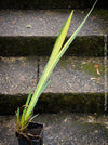 Outdoor-hardened Iris Pseudacorus Variegata propagated from mother plant at TOMs FLOWer CLUB.