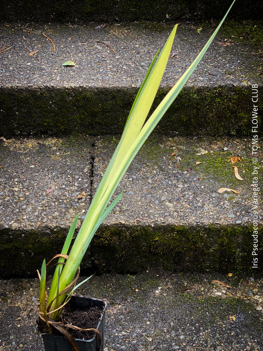 Outdoor-hardened Iris Pseudacorus Variegata propagated from mother plant at TOMs FLOWer CLUB.