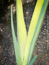 Elegant hardy water plant with yellow-green variegated leaves and future yellow blooms at TOMs FLOWer CLUB.
