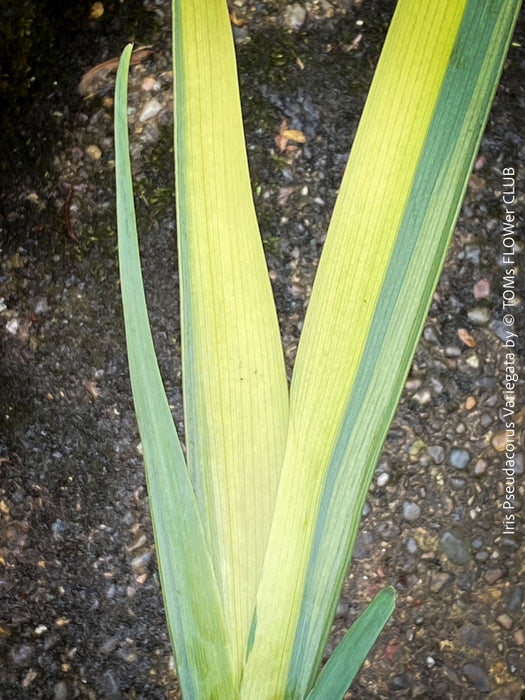 Elegant hardy water plant with yellow-green variegated leaves and future yellow blooms at TOMs FLOWer CLUB.