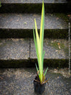 Elegant hardy water plant with yellow-green variegated leaves and future yellow blooms at TOMs FLOWer CLUB.