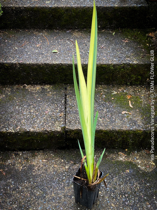 Elegant hardy water plant with yellow-green variegated leaves and future yellow blooms at TOMs FLOWer CLUB.