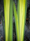 Hardy variegated Yellow Flag Iris from TOMs FLOWer CLUB with architectural striped leaves in naturalistic planting.
