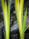Elegant hardy water plant with yellow-green variegated leaves and future yellow blooms at TOMs FLOWer CLUB.