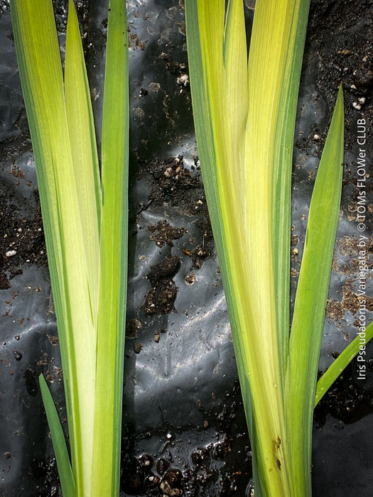 Elegant hardy water plant with yellow-green variegated leaves and future yellow blooms at TOMs FLOWer CLUB.