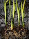 Elegant hardy water plant with yellow-green variegated leaves and future yellow blooms at TOMs FLOWer CLUB.