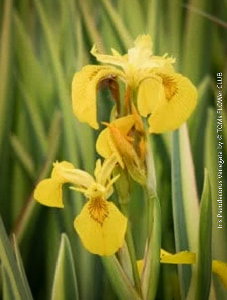 Hardy variegated Yellow Flag Iris from TOMs FLOWer CLUB with architectural striped leaves in naturalistic planting.