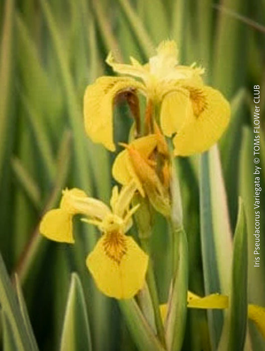 Hardy variegated Yellow Flag Iris from TOMs FLOWer CLUB with architectural striped leaves in naturalistic planting.