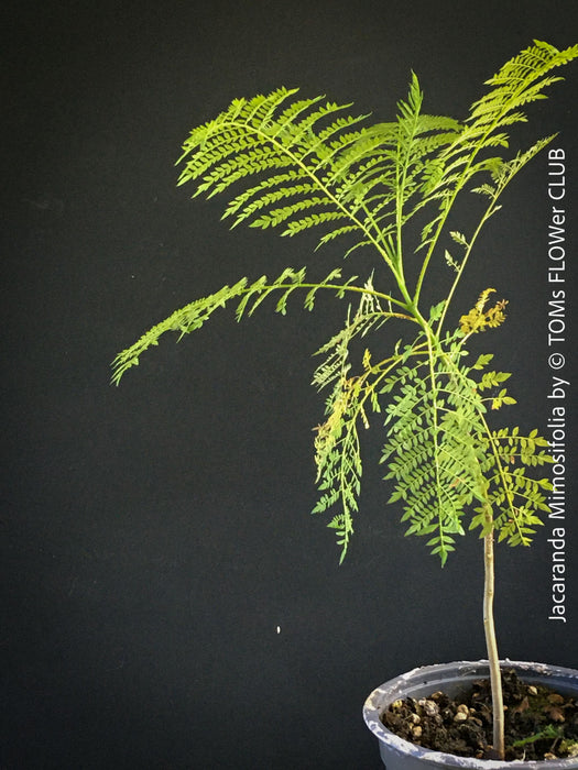 Jacaranda Mimosifolia, blue jacaranda tree, organically grown tropical plants from Madeira for sale at TOMs FLOWer CLUB. 