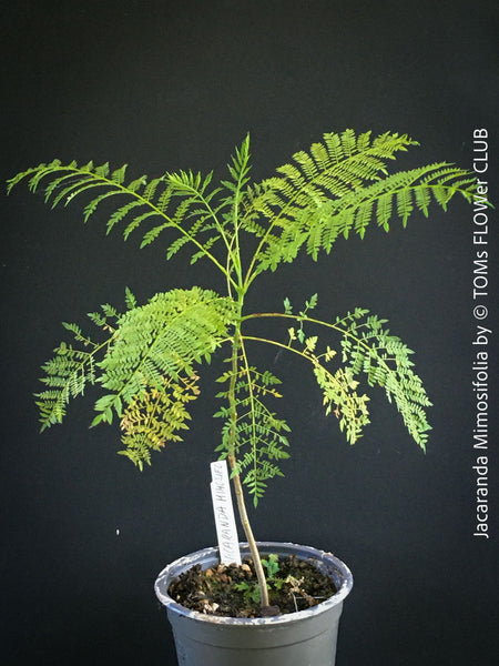 Jacaranda Mimosifolia, blue jacaranda tree, organically grown tropical plants from Madeira for sale at TOMs FLOWer CLUB. 