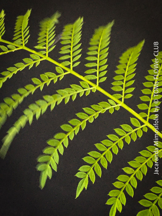 Jacaranda Mimosifolia, blue jacaranda tree, organically grown tropical plants from Madeira for sale at TOMs FLOWer CLUB. 