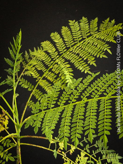 Jacaranda Mimosifolia, blue jacaranda tree, organically grown tropical plants from Madeira for sale at TOMs FLOWer CLUB. 