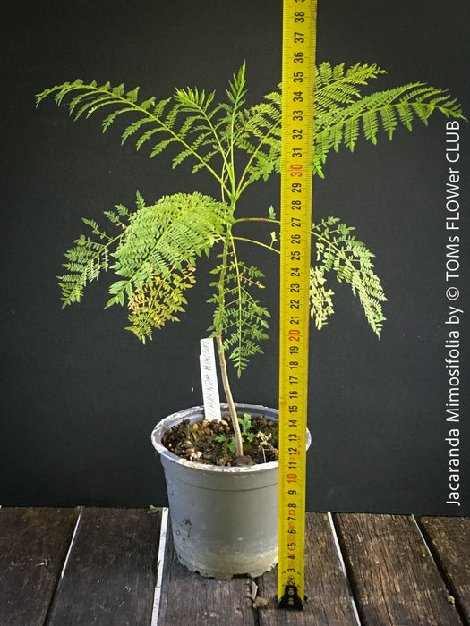 Jacaranda Mimosifolia, blue jacaranda tree, organically grown tropical plants from Madeira for sale at TOMs FLOWer CLUB. 