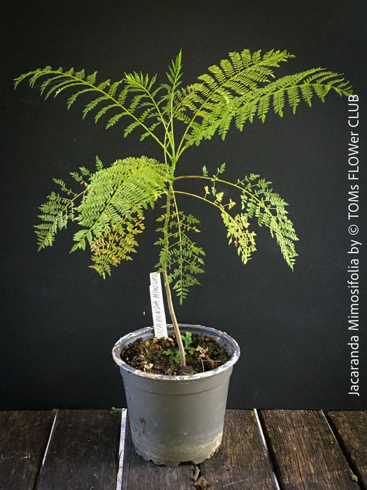 Jacaranda Mimosifolia, blue jacaranda tree, organically grown tropical plants from Madeira for sale at TOMs FLOWer CLUB. 