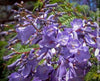 Jacaranda Mimosifolia, blue jacaranda tree, organically grown tropical plants from Madeira for sale at TOMs FLOWer CLUB. 