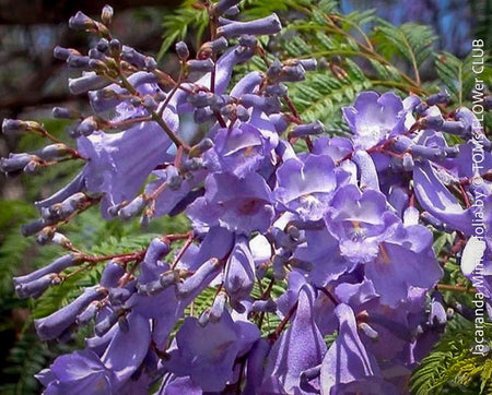 Jacaranda Mimosifolia, blue jacaranda tree, organically grown tropical plants from Madeira for sale at TOMs FLOWer CLUB. 