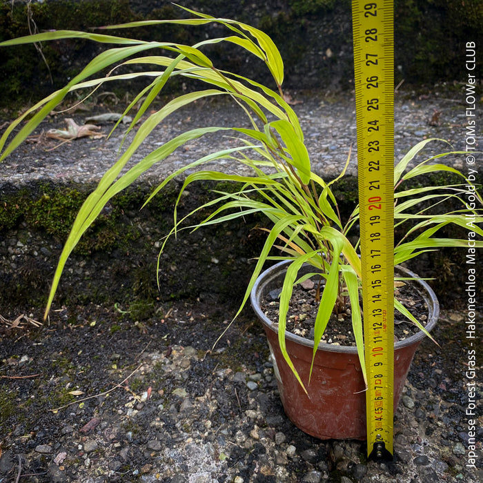 Hakonechloa Macra All Gold, Japanese Forest Grass, pure yellow leaves, organically grown outdoor garden plants for sale at TOMs FLOWer CLUB