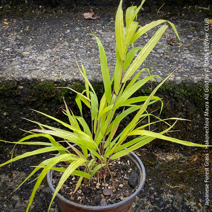 Hakonechloa Macra All Gold, Japanese Forest Grass, pure yellow leaves, organically grown outdoor garden plants for sale at TOMs FLOWer CLUB