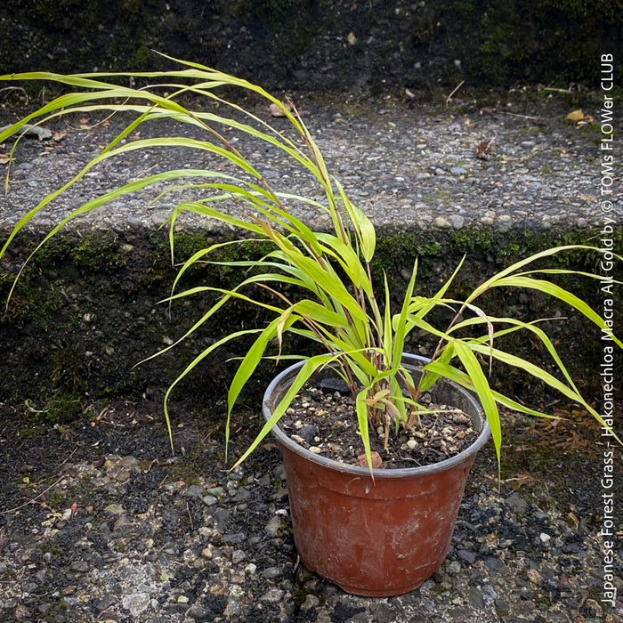 Hakonechloa Macra All Gold, Japanese Forest Grass, pure yellow leaves, organically grown outdoor garden plants for sale at TOMs FLOWer CLUB