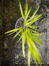 Hakonechloa Macra All Gold, Japanese Forest Grass, pure yellow leaves, organically grown outdoor garden plants for sale at TOMs FLOWer CLUB