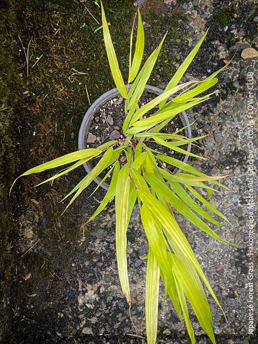 Hakonechloa Macra All Gold, Japanese Forest Grass, pure yellow leaves, organically grown outdoor garden plants for sale at TOMs FLOWer CLUB