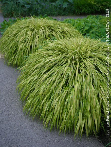 Hakonechloa Macra All Gold, Japanese Forest Grass, pure yellow leaves, organically grown outdoor garden plants for sale at TOMs FLOWer CLUB