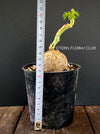 Jatropha Berlandieri, organically grown caudex plants for sale at TOMs FLOWer CLUB.