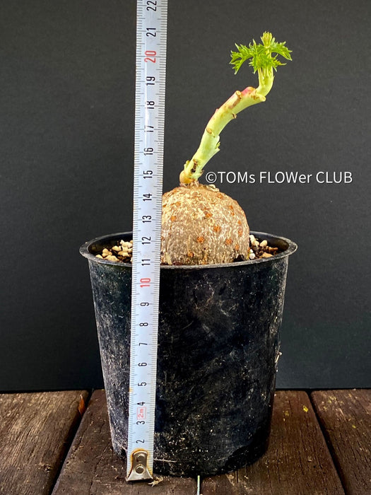 Jatropha Berlandieri, organically grown caudex plants for sale at TOMs FLOWer CLUB.