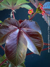 Flowering Jatropha gossypiifolia plant, for sale at TOMs FLOWer CLUB