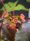 Close up of red flower of Jatropha gossypiifolia plant, for sale at TOMs FLOWer CLUB