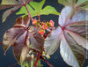 Flowering Jatropha gossypiifolia plant, for sale at TOMs FLOWer CLUB