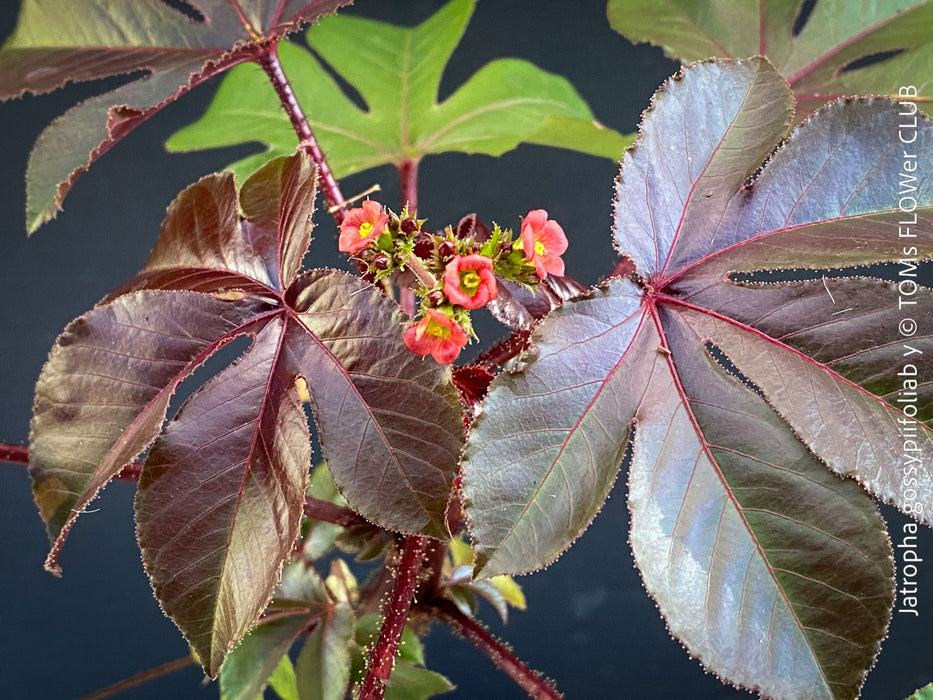 Flowering Jatropha gossypiifolia plant, for sale at TOMs FLOWer CLUB
