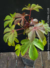 Jatropha gossypiifolia plant · Jatropha gossypiifolia care · Jatropha gossypiifolia for sale · Jatropha collector plant · Jatropha Euphorbiaceae · red leaf Jatropha · Jatropha with purple flowers