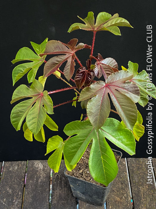 Jatropha gossypiifolia plant · Jatropha gossypiifolia care · Jatropha gossypiifolia for sale · Jatropha collector plant · Jatropha Euphorbiaceae · red leaf Jatropha · Jatropha with purple flowers