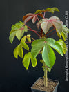 Jatropha gossypiifolia plant · Jatropha gossypiifolia care · Jatropha gossypiifolia for sale · Jatropha collector plant · Jatropha Euphorbiaceae · red leaf Jatropha · Jatropha with purple flowers